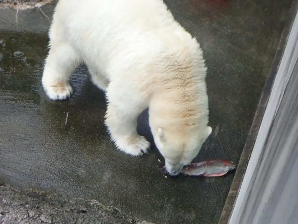 ニジマスを食べるポロロ