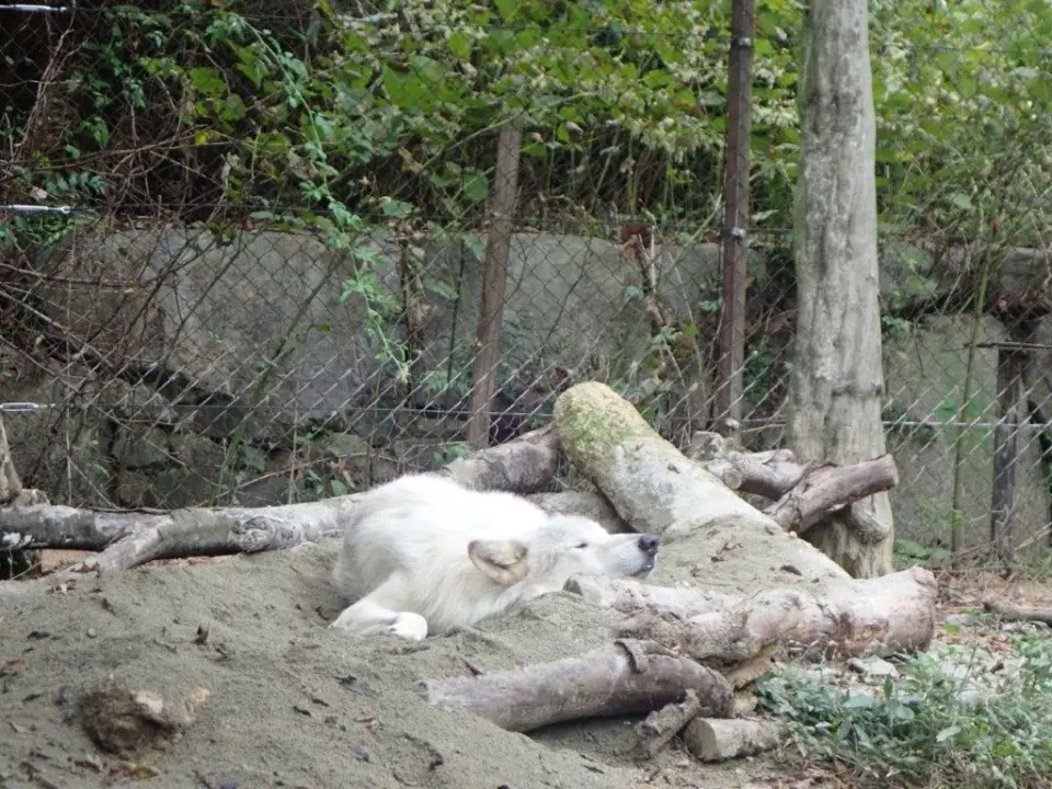 お昼寝するユウキ②