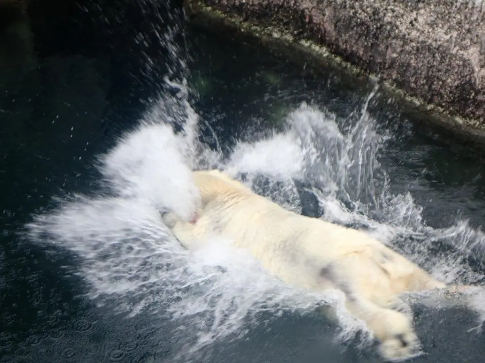 玩具に飛びつくポロロ
