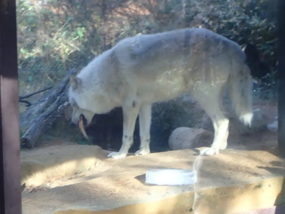 ホッケを食べるユウキ②