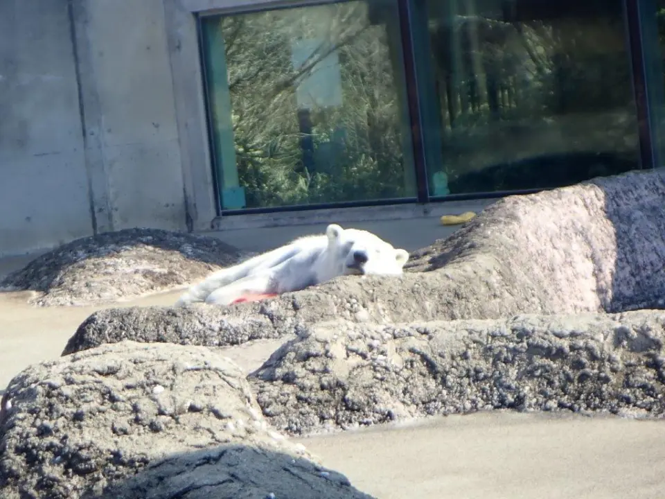 気持ち良さそうに寝るポロロ