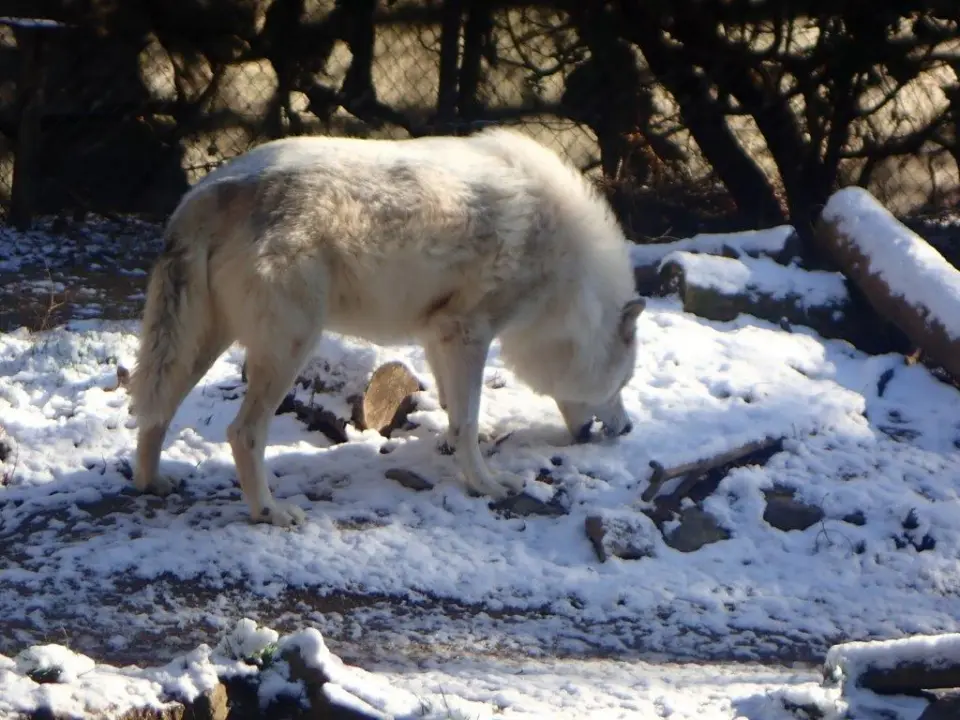 雪を食べるユウキ