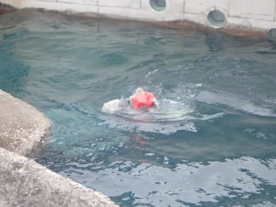 玩具で遊ぶポロロ