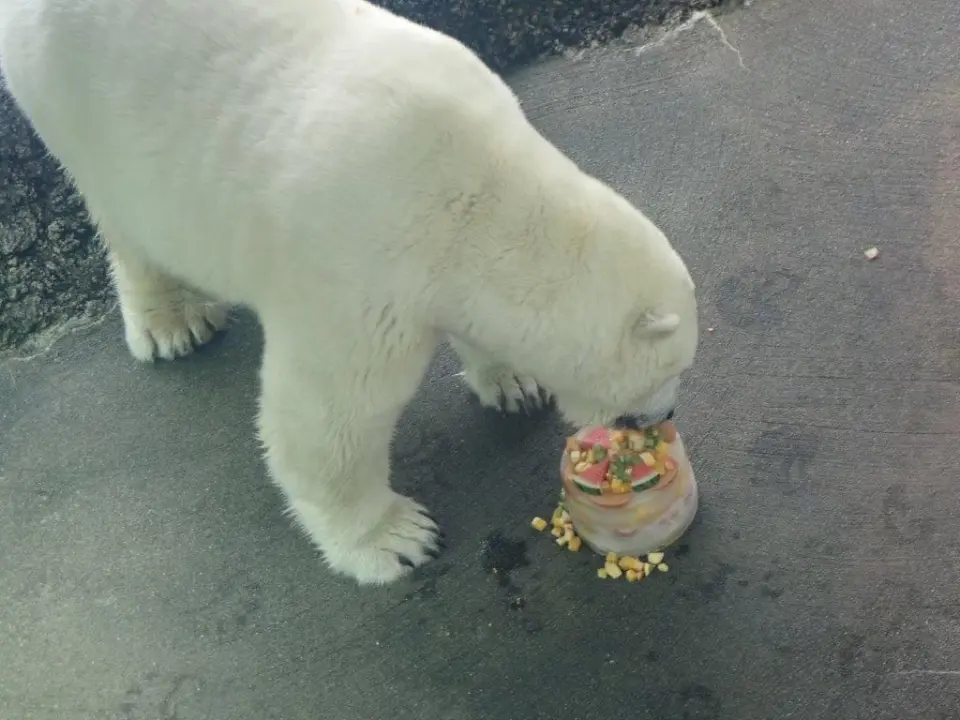 氷を食べるポロロ