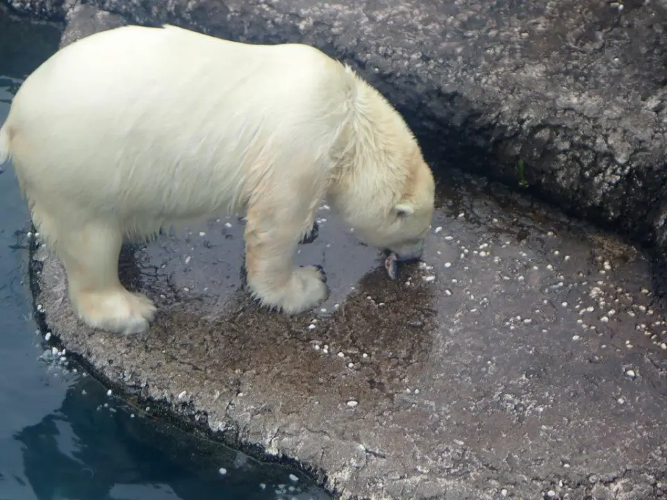 サバを食べるポロロ
