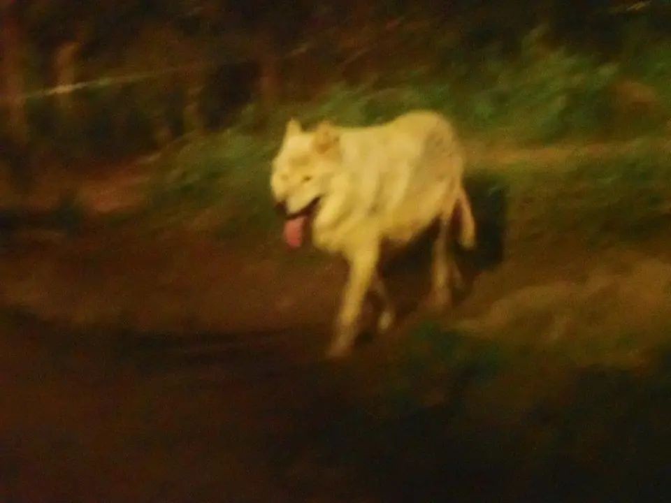 駆け回るユウキ