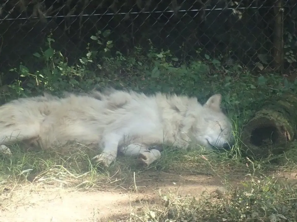 気持ち良さそうに寝るユウキ