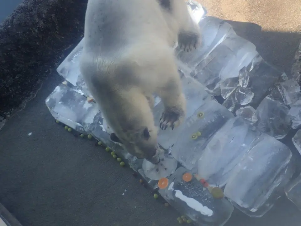 氷の上に乗るポロロ