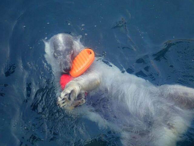 ����ͷ�֥ݥ���