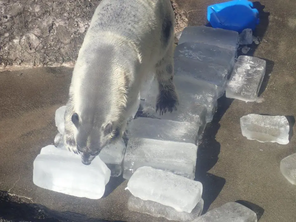 氷で遊ぶポロロ