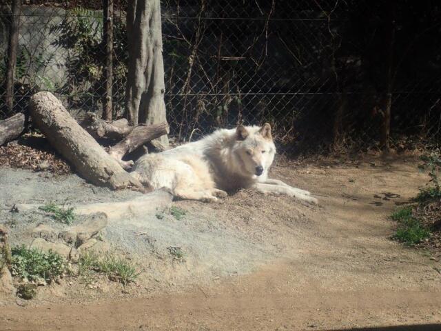 �ޤä��ꤹ��楦��