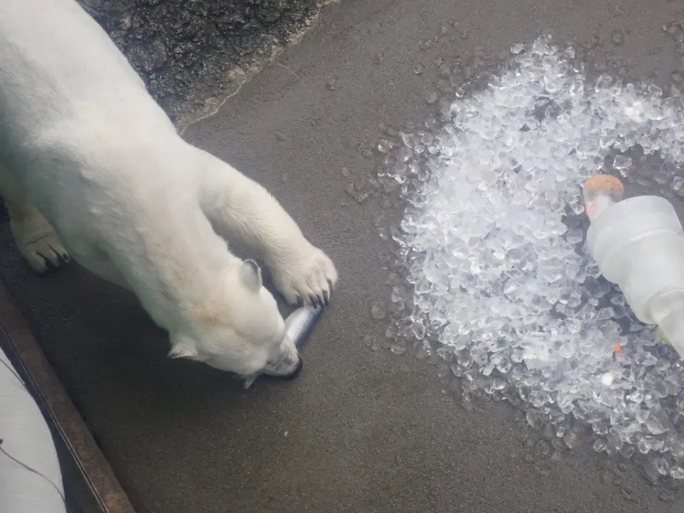 魚を食べるポロロ