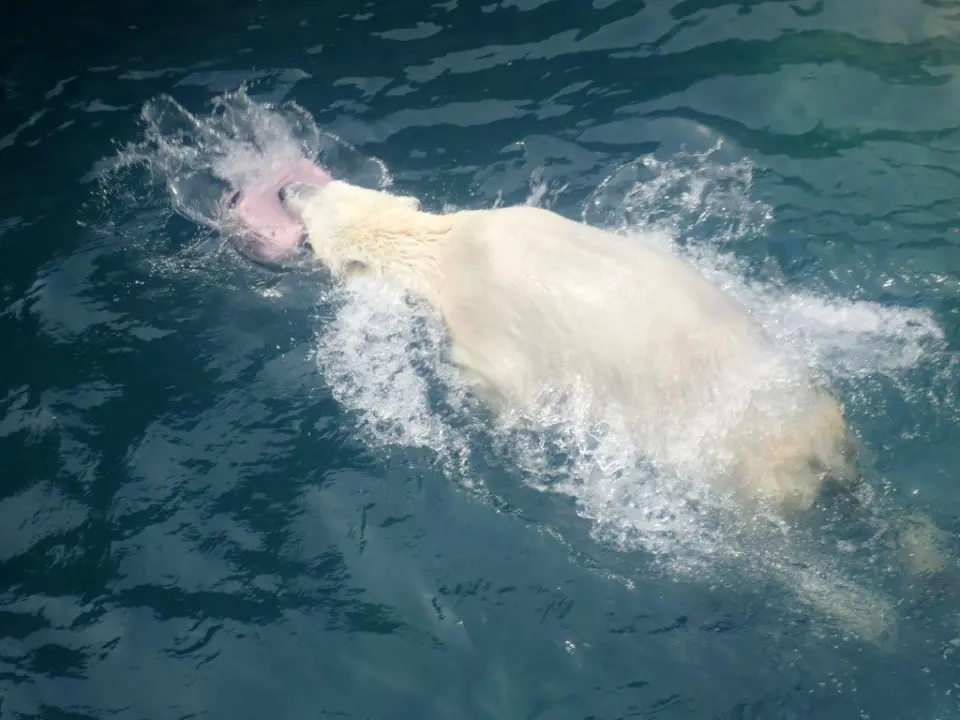 ポリタンクに飛びつくポロロ