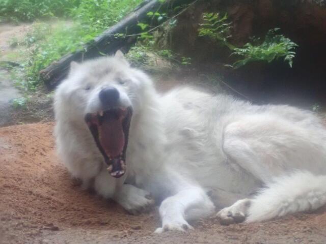 �����β��Ǳ��ɤꤹ��楦��