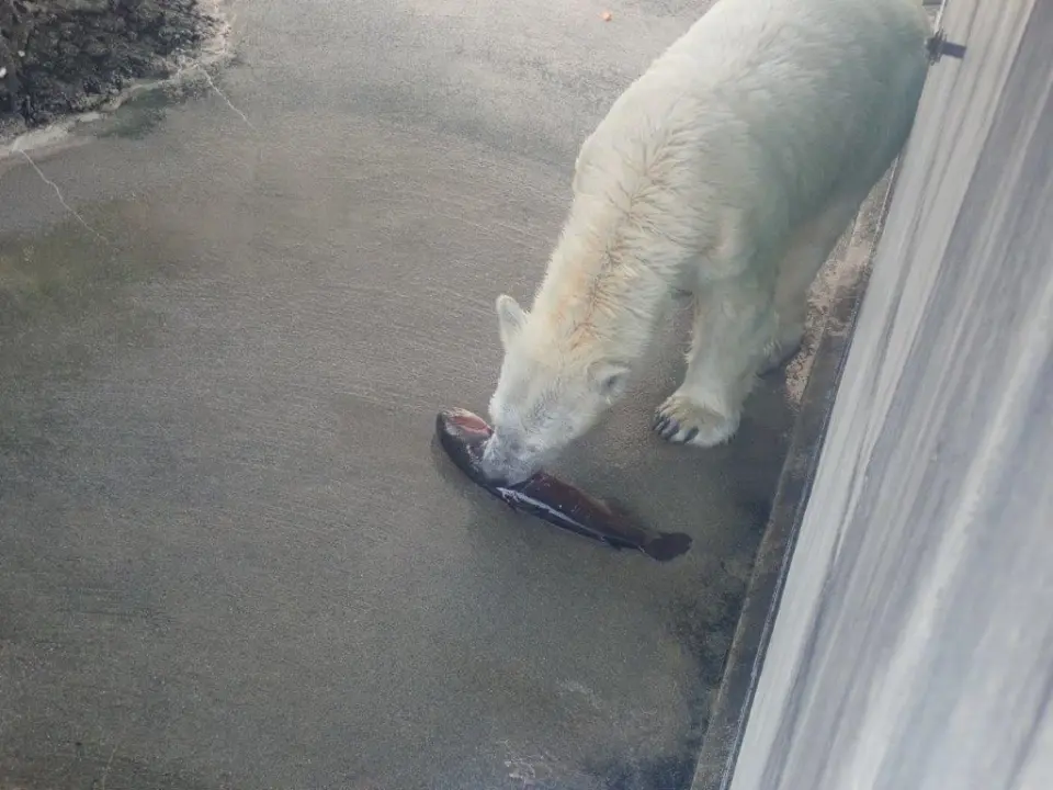 ニジマスを食べるポロロ