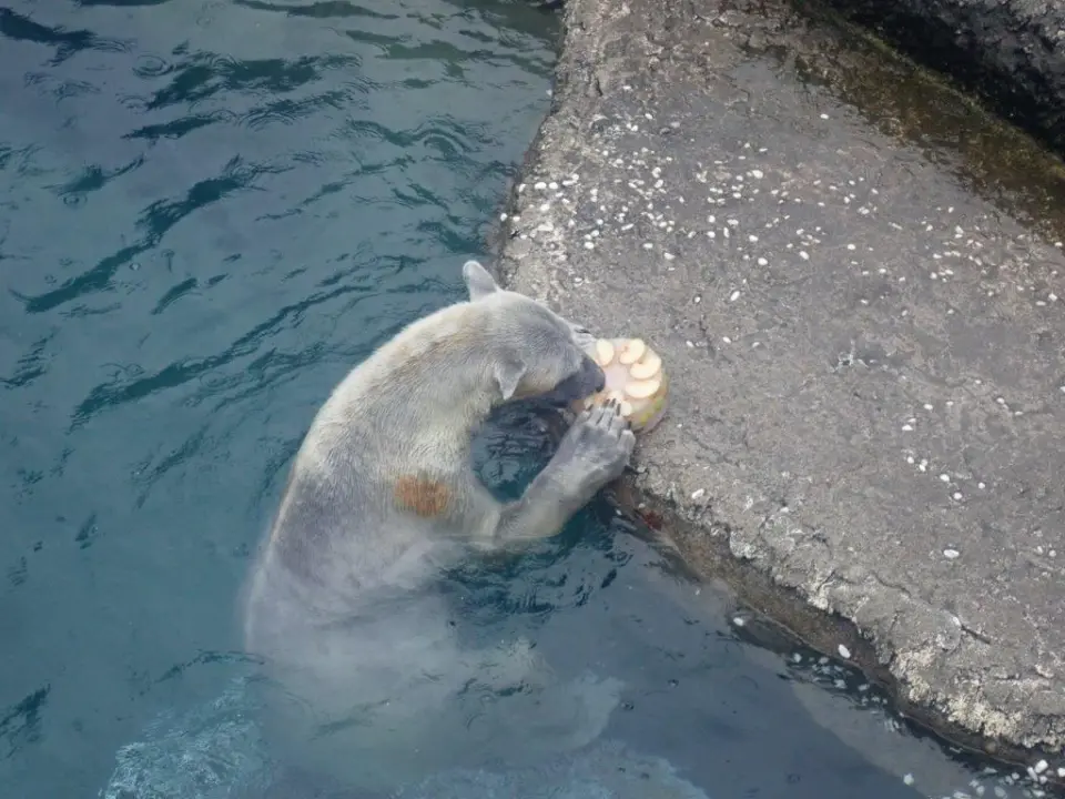 氷を食べるポロロ②