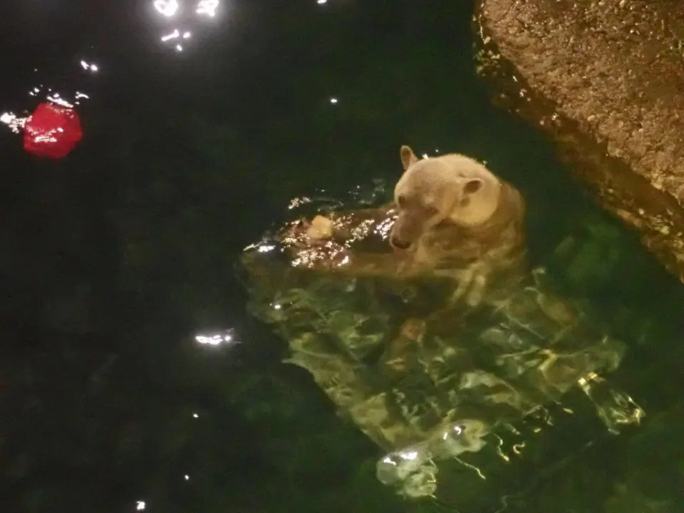 おやつ（氷）を食べるポロロ