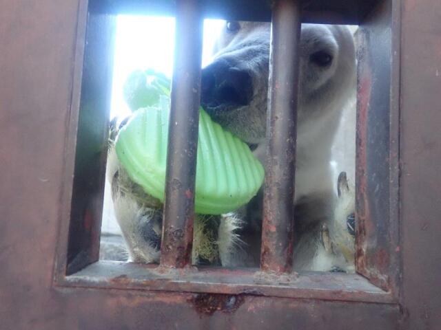 ����˴��������ݥ���