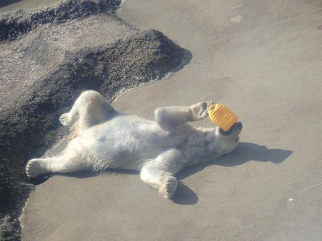 �����������ʤ���ͷ�֥ݥ���