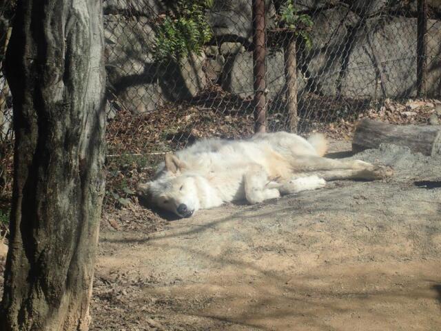 ���뿲����楦��