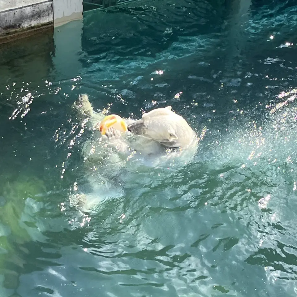 フルーツ入り氷のおやつ