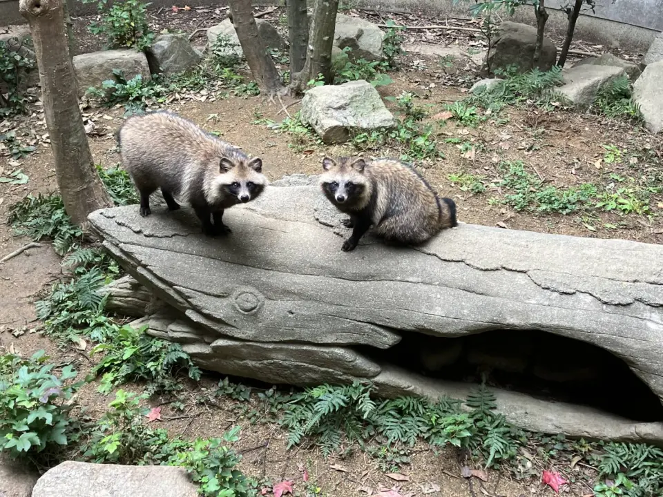 両親(どんぐり、もみじ)
